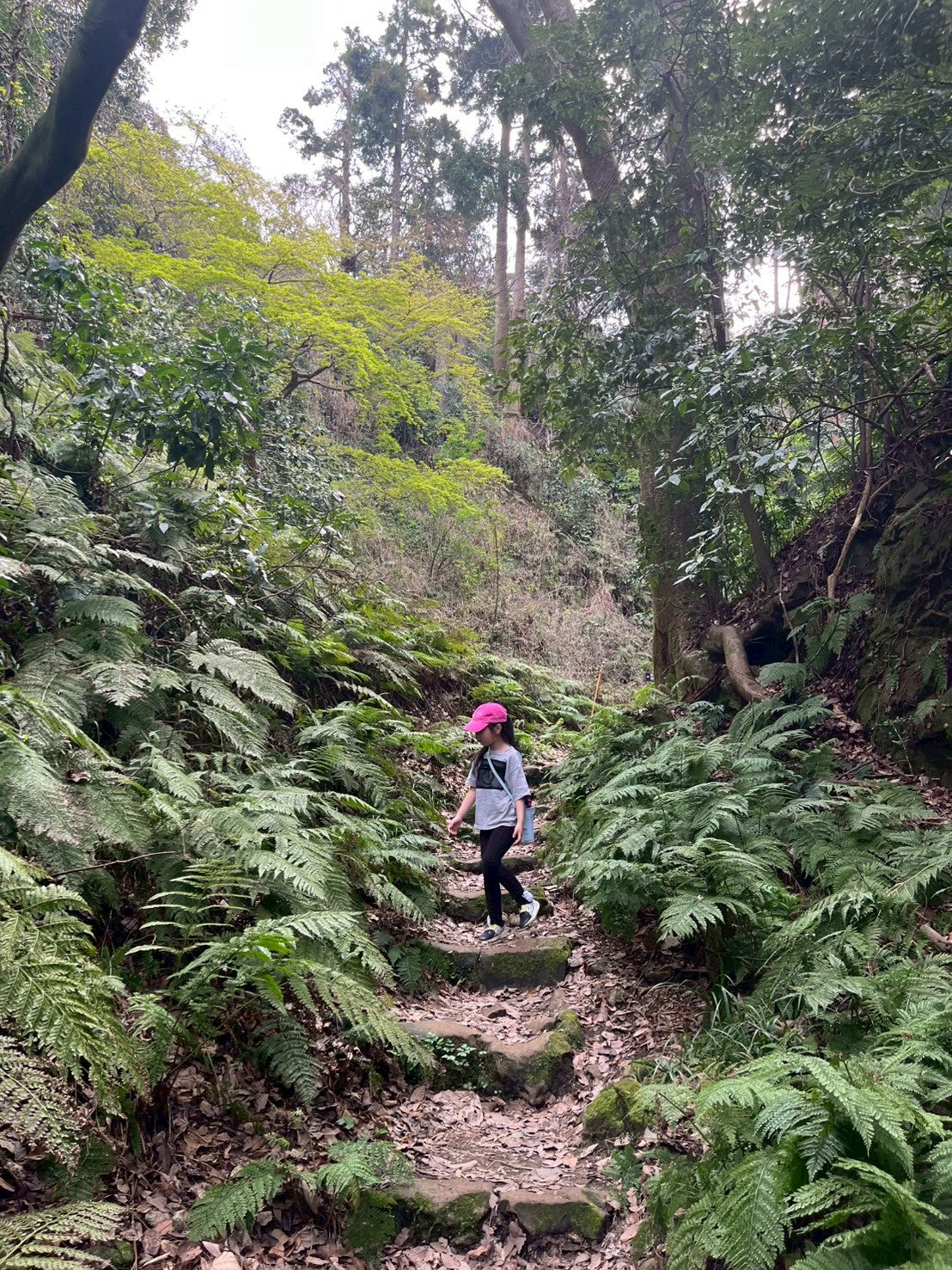 日本の都会で遊ぶ -鎌倉ネイチャーハイク-　 ︎対象年齢６歳以上